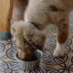 Which Wet Food Is Good For Dogs?