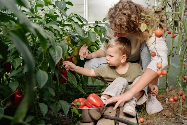 garden-vegetables